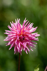 Obraz premium close-up of beautifual colourful dahlia flower 