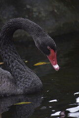 Fototapeta premium The black swan (Cygnus atratus) is a large waterbird, it is a large bird with The bill is bright red, with a pale bar and tip, legs and feet are greyish-black. A Black Swan singly swims on a lake.