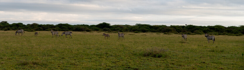 Herd of zebras in Masai land Tanzania