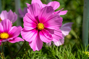 close-up of a beautiful Cosmos flower head (Cosmos bipinnatus, Kosmos)
