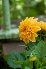 close-up of beautifual colourful dahlia flower 