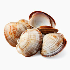 shells on white background