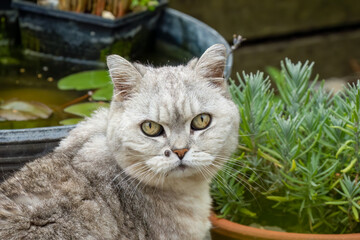 close-up of a beautiful grey striped female British shorthair cat