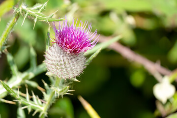 close-up of flower head of a Woolly thistle (Cirsium eriophorum) 