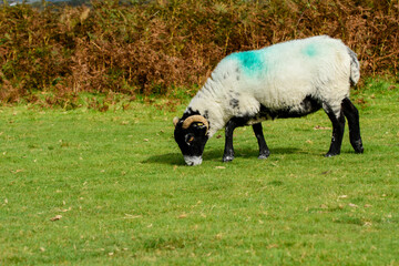 Obraz premium Horned sheep grazing on moorland at Dartmoor national park.