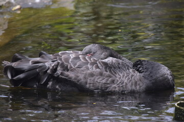 The black swan (Cygnus atratus) is a large waterbird, it is a large bird with The bill is bright red, with a pale bar and tip, legs and feet are greyish-black. A Black Swan singly swims on a lake.