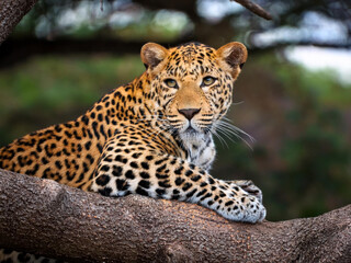 Naklejka premium leopard on a branch