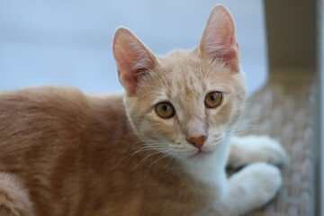 portrait of a cat looking up