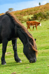 Fototapeta premium Dartmoor pony, of hardy breed, grazing on the national park moorland. This wild horse lives on the Devon heathland.