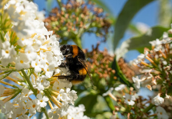 close-up of a bumblebee (Bombus) feeding on a buddleja buddleia bush white flowers