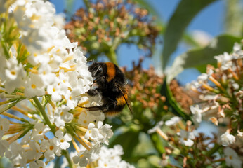 close-up of a bumblebee (Bombus) feeding on a buddleja buddleia bush white flowers