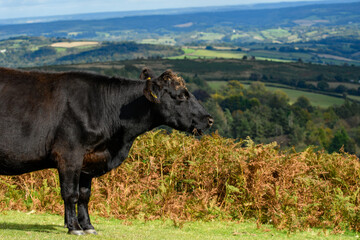 Black cow standing on open moorland. Dartmoor landscape and fields of Devon. Cattle with tagged ears  grazing and living on the national park. Black Angus.