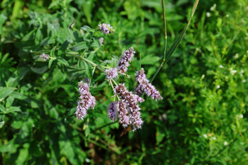 Blooming mint. Blooming wild mint in the High Tatras, Slovakia. 