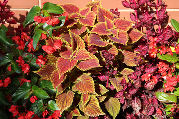 Different flowers planted as decoration in a flower pot.