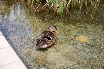 Ducks in the High Tatras. Ducks on Strbske pleso in High Tatras, Slovakia. 