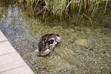 Ducks in the High Tatras. Ducks on Strbske pleso in High Tatras, Slovakia. 