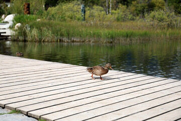 Ducks in the High Tatras. Ducks on Strbske pleso in High Tatras, Slovakia. 