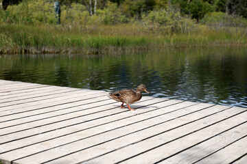 Ducks in the High Tatras. Ducks on Strbske pleso in High Tatras, Slovakia. 