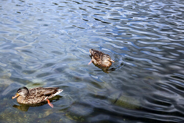 Ducks in the High Tatras. Ducks on Strbske pleso in High Tatras, Slovakia. 