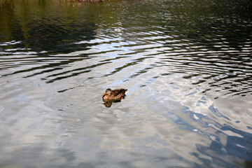 Ducks in the High Tatras. Ducks on Strbske pleso in High Tatras, Slovakia. 