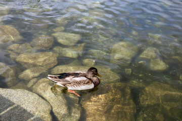 Ducks in the High Tatras. Ducks on Strbske pleso in High Tatras, Slovakia. 