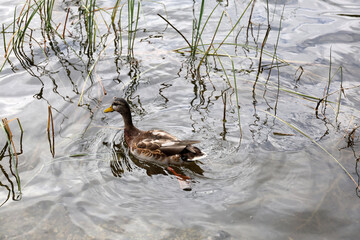 Ducks in the High Tatras. Ducks on Strbske pleso in High Tatras, Slovakia. 