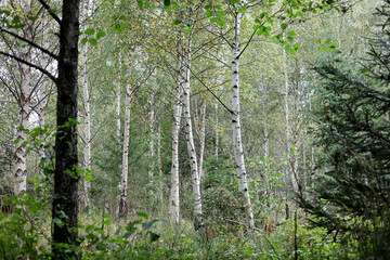 Birch grove in early autumn in High Tatras, Slovakia. 