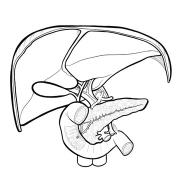 recommend clip art: Anatomy  line art liver