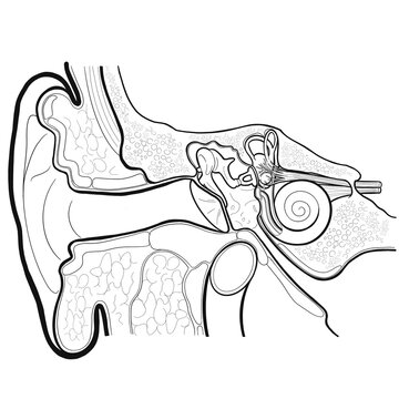recommend clip art: Anatomy  line art ear auditory