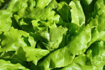 Fresh lettuce. Fresh salad full of vitamins from the farm. 