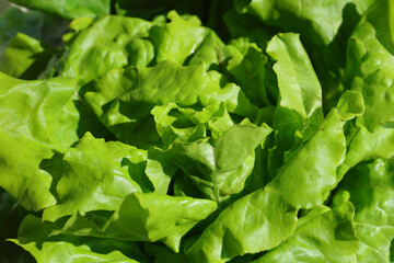 Fresh lettuce. Fresh salad full of vitamins from the farm. 