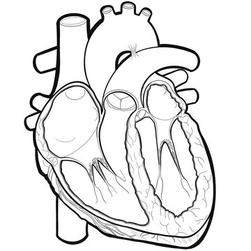 black and white human heart anatomy clip art preview