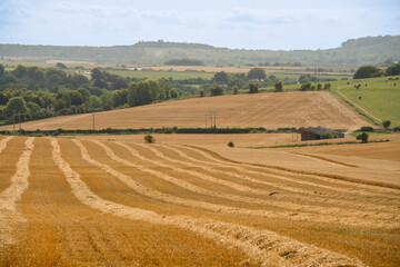 Obraz premium a hay field shines golden in summer sunshine, hay harvesting underway