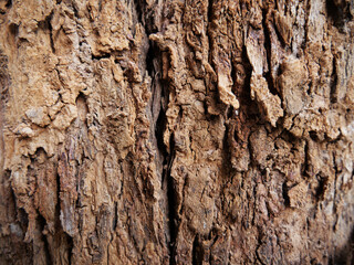 Rough textured tree bark close-up detail