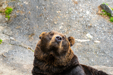 Obraz premium 北海道 熊牧場の熊の写真