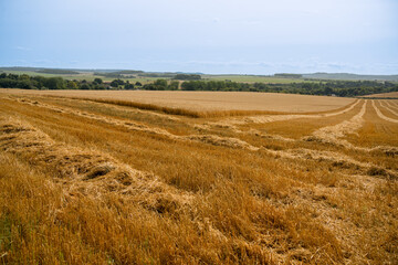 a hay field shines golden in summer sunshine, hay harvesting underway