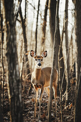 A deer in a forest.