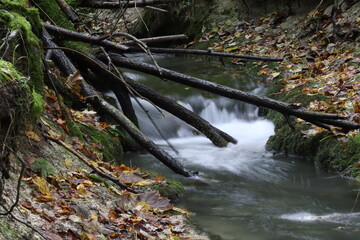 Rauschende Baumstämme