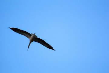 Fototapeta premium bird in flight