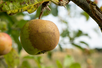 close-up of hanging apple fruit, showing half burred skin