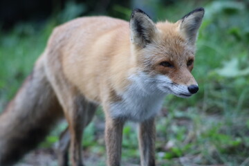 ふわふわのキタキツネ