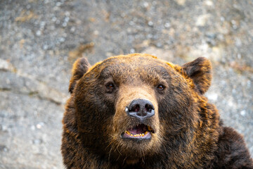 Fototapeta premium 北海道 熊牧場の熊の写真