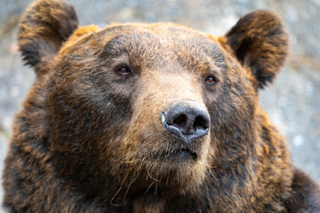 北海道　熊牧場の熊の写真