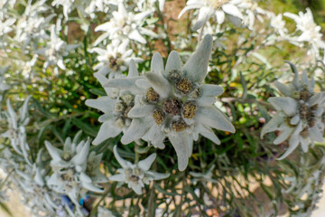 field of edelweiss alpine star flower in dolomites detail