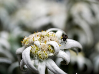 edelweiss alpine star flower in dolomites detail