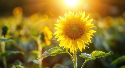 Fototapeta premium A Single Sunflower in a Field Bathed in Golden Sunlight