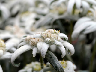 edelweiss alpine star flower in dolomites detail