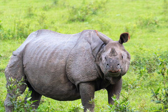 A single horned rhino ogling towards the photographer