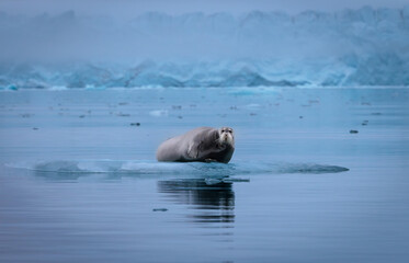 Bearded seal in Svalbard