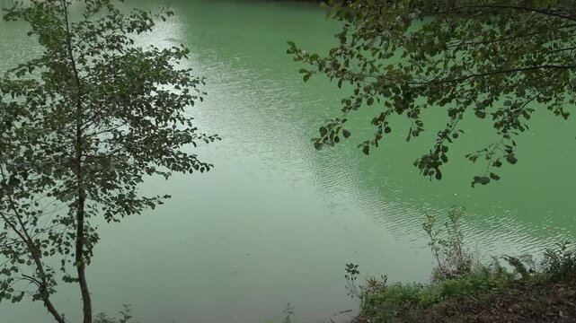 alberi affacciati sul grande lago verde